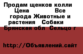 Продам щенков колли › Цена ­ 15 000 - Все города Животные и растения » Собаки   . Брянская обл.,Сельцо г.